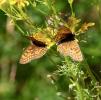Mélitée de la Lancéole (La), Mélitée des Scabieuse Melitaea parthenoides Keferstein, 1851