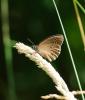 Tristan (Le) Aphantopus hyperantus (Linnaeus, 1758)