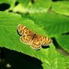 Mélitée des Linaires (La) Melitaea deione (Geyer, 1832)