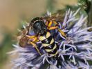  Cerceris tuberculata (Villers, 1787)