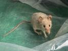 Mulot sylvestre Apodemus sylvaticus (Linnaeus, 1758)