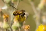  Megachile melanopyga Costa, 1863