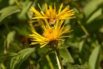 Inule à feuilles de saule Inula salicina L., 1753