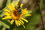 Anthidiellum strigatum (Panzer, 1805)