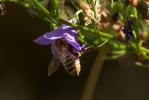  Megachile maritima (Kirby, 1802)