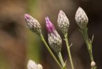Serratule des teinturiers, Sarrette Serratula tinctoria L., 1753