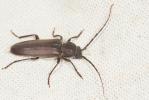  Arhopalus ferus (Mulsant, 1839)