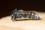  Aglaoapis tridentata (Nylander, 1848)