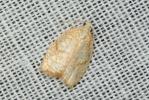  Acleris forsskaleana (Linnaeus, 1758)