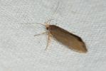 Crassa unitella (Hübner, 1796)