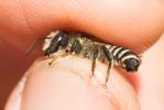  Megachile albisecta (Klug, 1817)