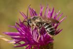  Halictus quadricinctus (Fabricius, 1776)