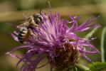  Megachile albisecta (Klug, 1817)