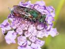  Parnopes grandior (Pallas, 1771)