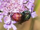  Parnopes grandior (Pallas, 1771)