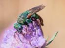  Parnopes grandior (Pallas, 1771)