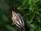  Aelia rostrata cognata Fieber, 1868