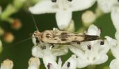  Scythris limbella (Fabricius, 1775)