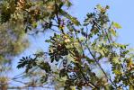 Cormier, Sorbier domestique Sorbus domestica L., 1753