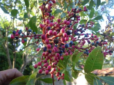 Pistachier térébinthe, Pudis Pistacia terebinthus L., 1753