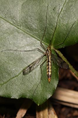  Nephrotoma quadrifaria (Meigen, 1804)