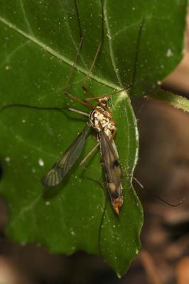  Nephrotoma quadrifaria (Meigen, 1804)
