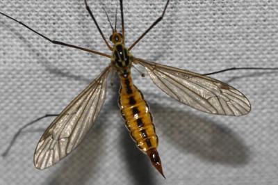  Nephrotoma submaculosa Edwards, 1928