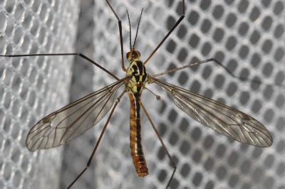  Nephrotoma submaculosa Edwards, 1928