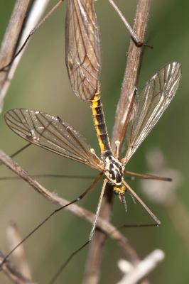  Nephrotoma appendiculata pertenua Oosterbroek, 1978
