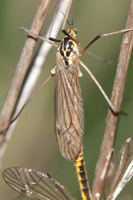  Nephrotoma appendiculata pertenua Oosterbroek, 1978