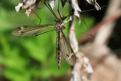  Tipula vernalis Meigen, 1804