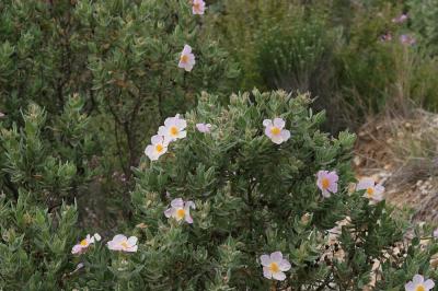 Ciste blanc, Ciste mâle à feuilles blanches, Ciste Cistus albidus L., 1753
