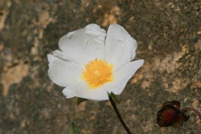 Ciste à feuilles de sauge, Mondré Cistus salviifolius L., 1753