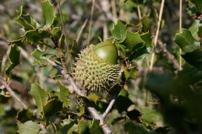 Chêne Kermès Quercus coccifera L., 1753