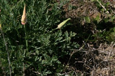 Pavot de Californie, Eschscholzie de Californie Eschscholzia californica Cham., 1820