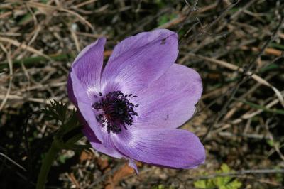 Anémone couronnée, Anémone Coronaire Anemone coronaria L., 1753