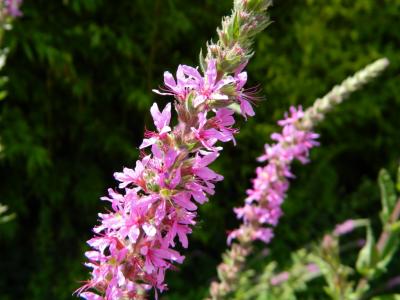 Salicaire commune, Salicaire pourpre Lythrum salicaria L., 1753
