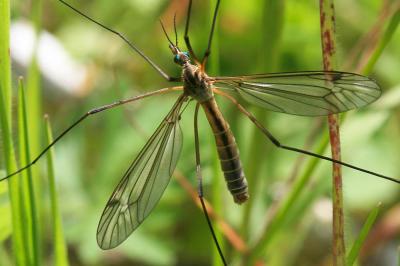  Tipula Linnaeus, 1758