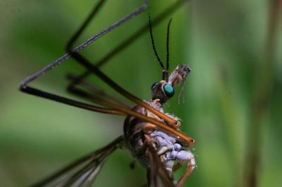  Tipula Linnaeus, 1758