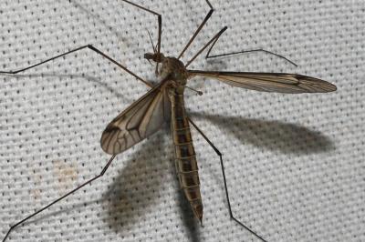  Tipula Linnaeus, 1758