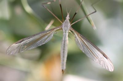  Tipula Linnaeus, 1758