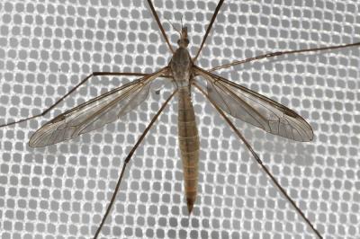  Tipula Linnaeus, 1758