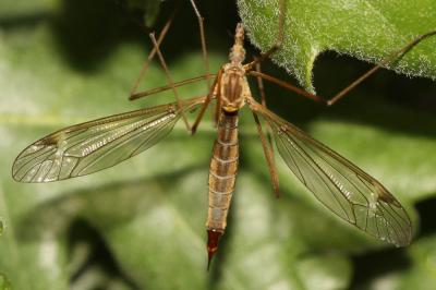  Tipula Linnaeus, 1758