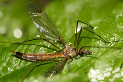  Tipula Linnaeus, 1758