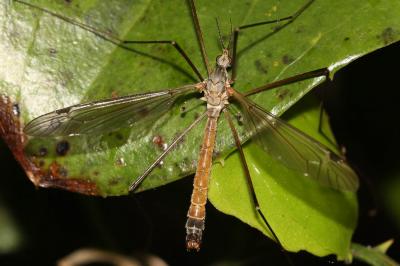  Tipula Linnaeus, 1758