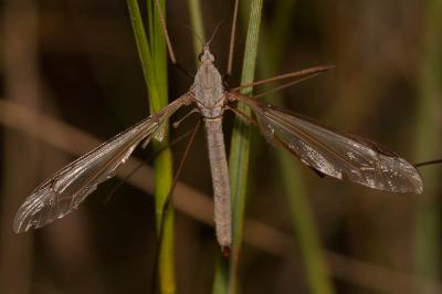  Tipula Linnaeus, 1758
