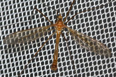  Tipula Linnaeus, 1758