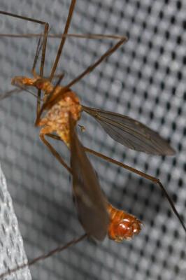  Tipula Linnaeus, 1758