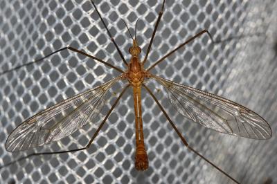  Tipula Linnaeus, 1758