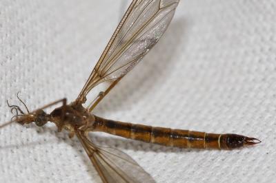  Tipula Linnaeus, 1758